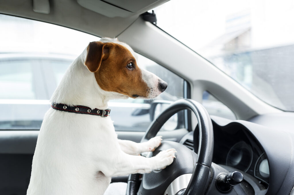 Dog sitting inside car on a driver's seat. Closeup photo
