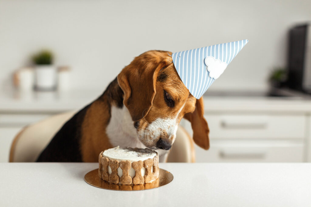 Birthday for a dog of breed beagle. Happy dog eating delicious cake.