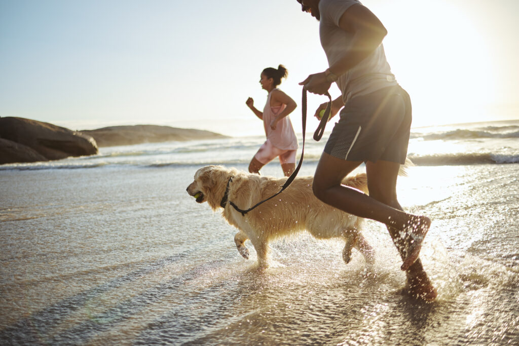 responsible dog ownership by using car seats and seat belt before running, dog and beach